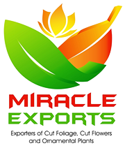 miracle_Exports_Sri_Lanka